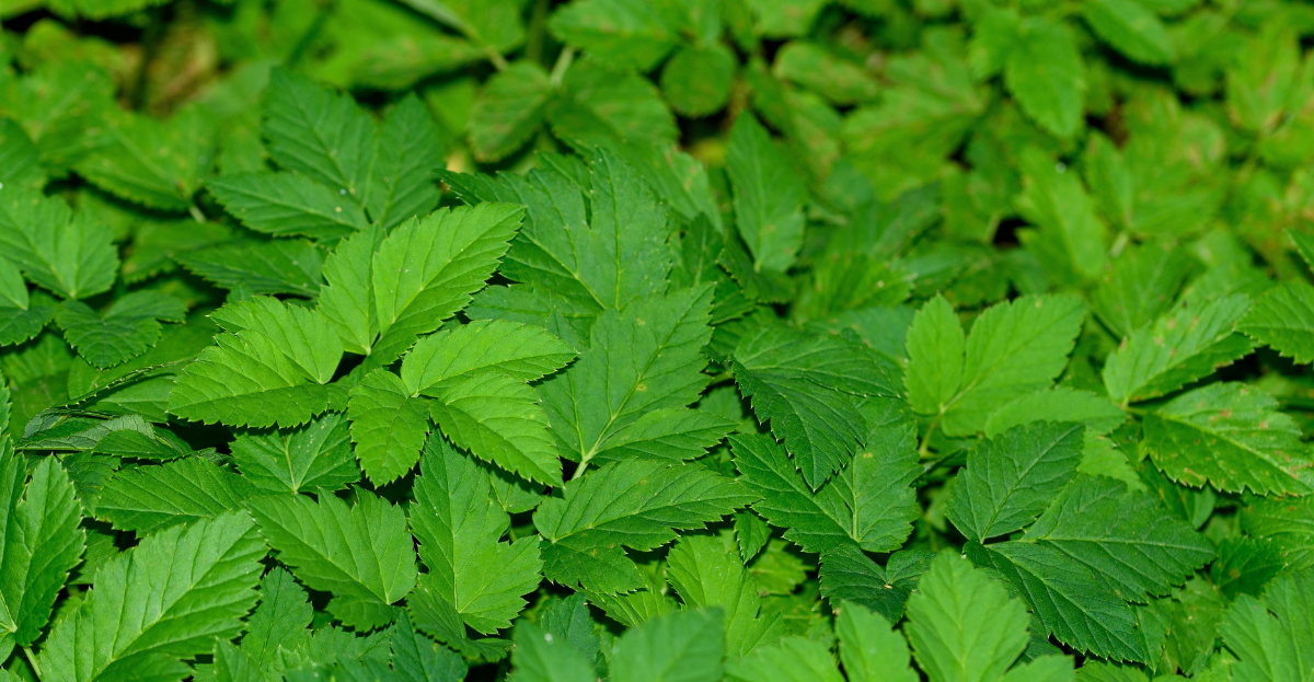 Ground Elder